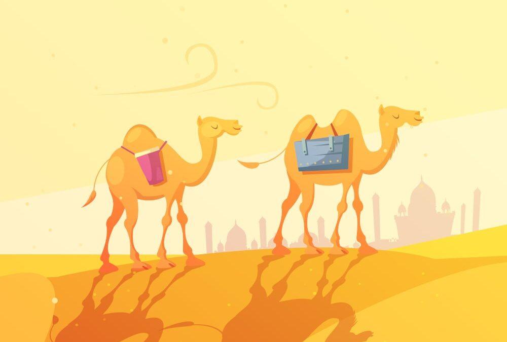 Comment un chameau peut-il survivre longtemps sans eau ?