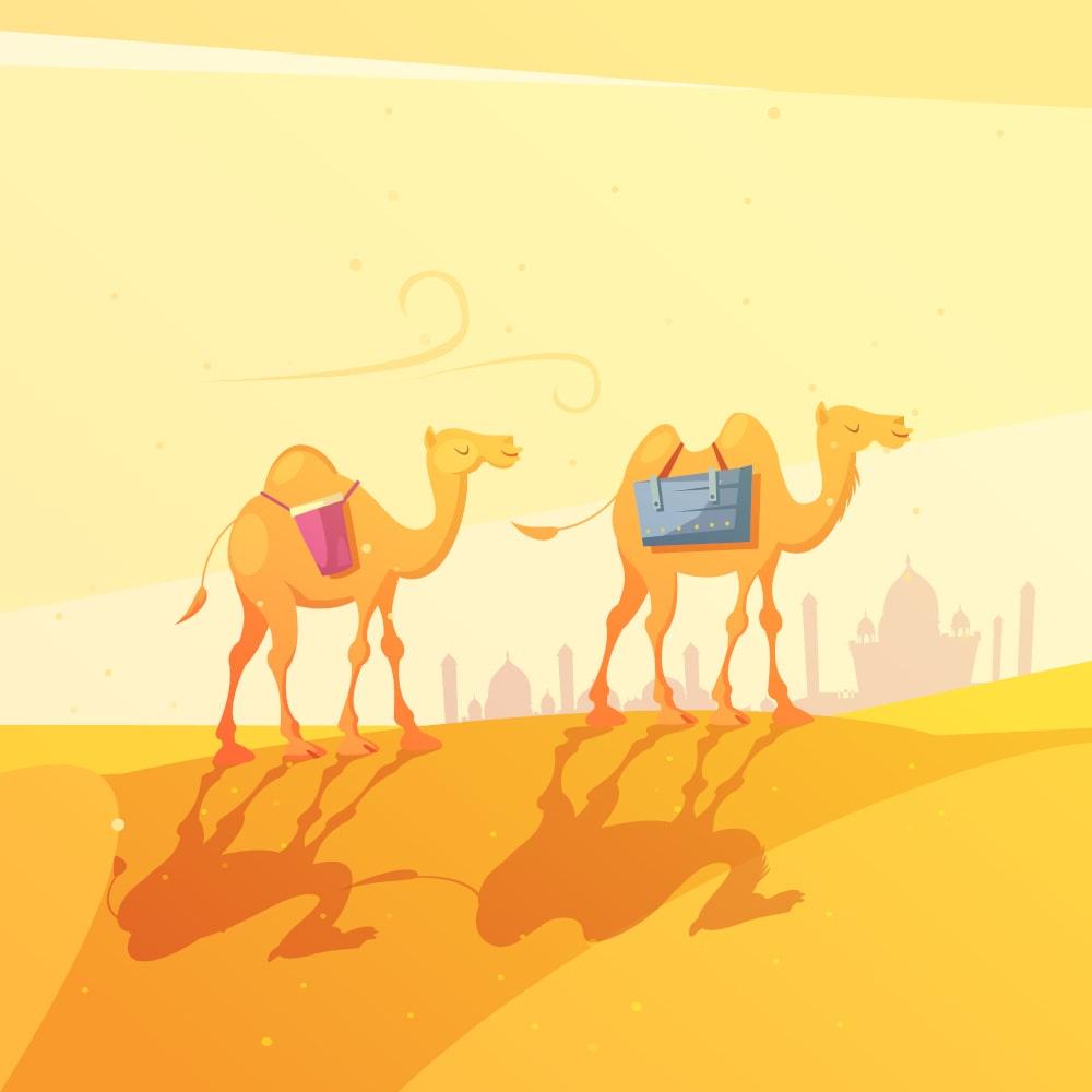 Comment un chameau peut-il survivre longtemps sans eau