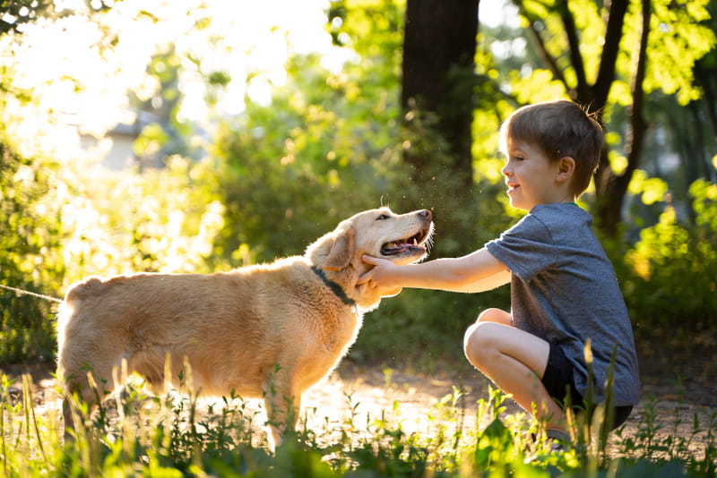 Les Animaux Aussi Ont des Émotions ! Décrypte leurs Sentiments.
