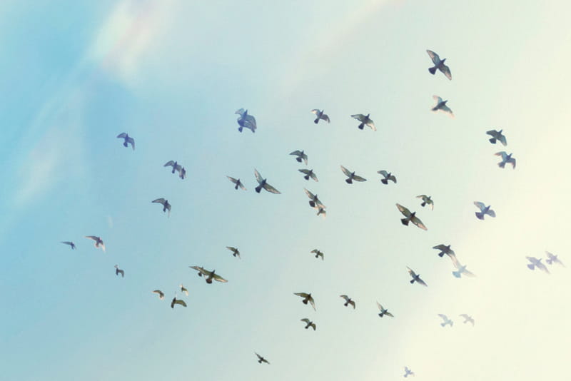 Le Secret des Oiseaux Voyageurs : Comment Ils Retrouvent Toujours Leur Maison ?