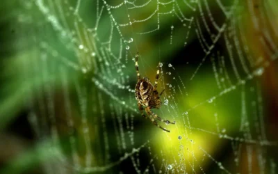 Comment les araignées fabriquent-elles leur toile ? Le travail de la soie
