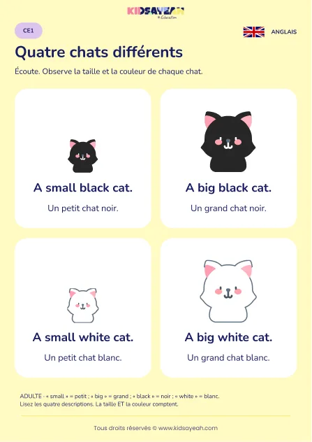 Décrire la taille et la couleur d’un chat en anglais au CE1 — leçon illustrée